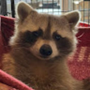 Meet your Posher, Julianne